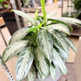 Indlæs billede i gallerivisning, Second Hand Aglaonema 'Silver Bay' – Dekorativ Plante med Sølvgrønne Blade
