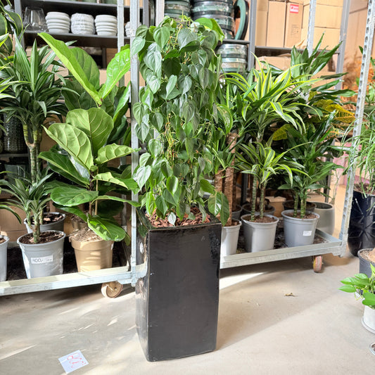 Second Hand Hjertefilodendron – Frodig Plante med Hjerteformede Blade