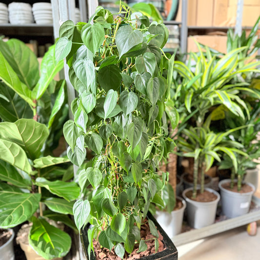 Second Hand Hjertefilodendron – Frodig Plante med Hjerteformede Blade