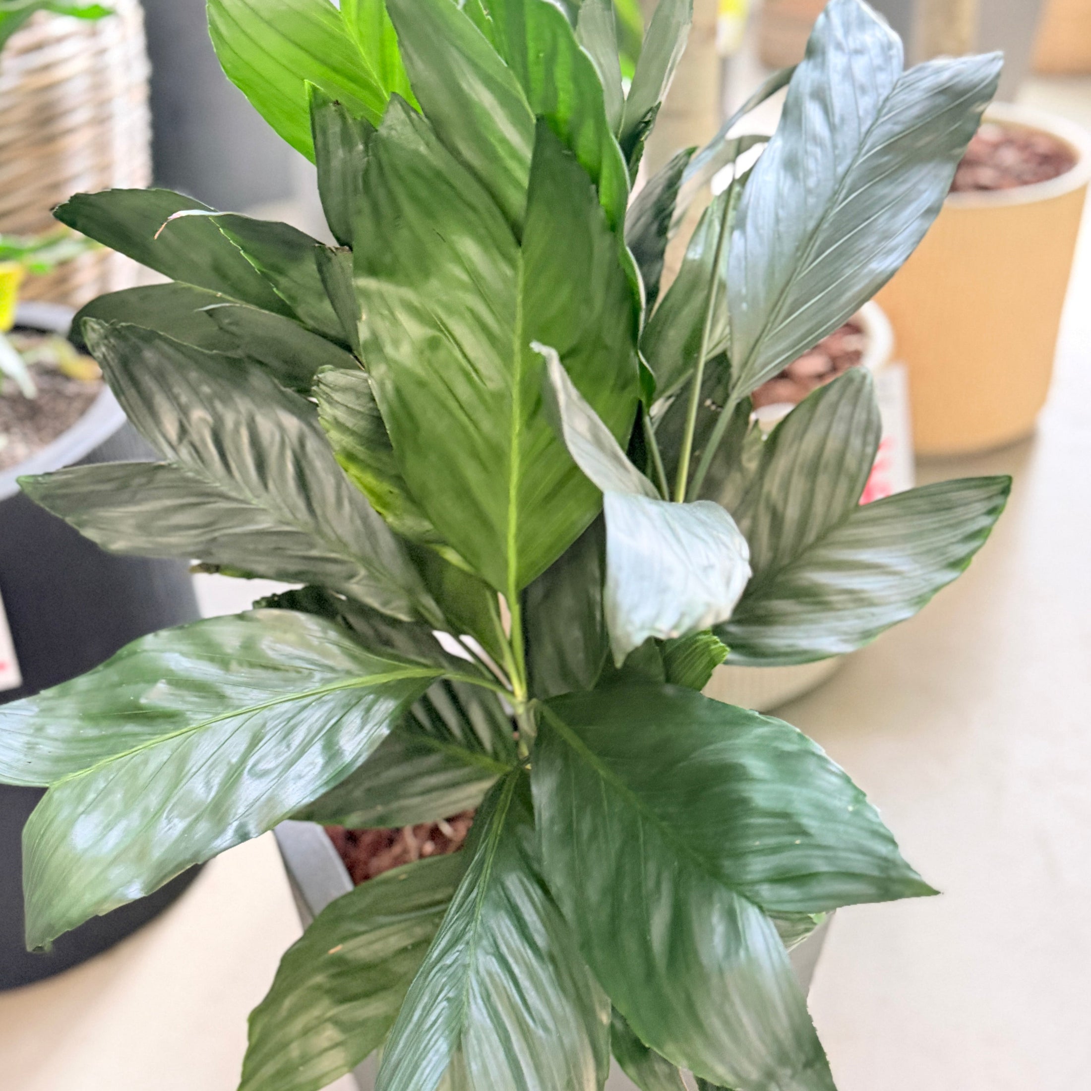 Second Hand Stueaspidistra – Robust Jernplante med Mørke Blade