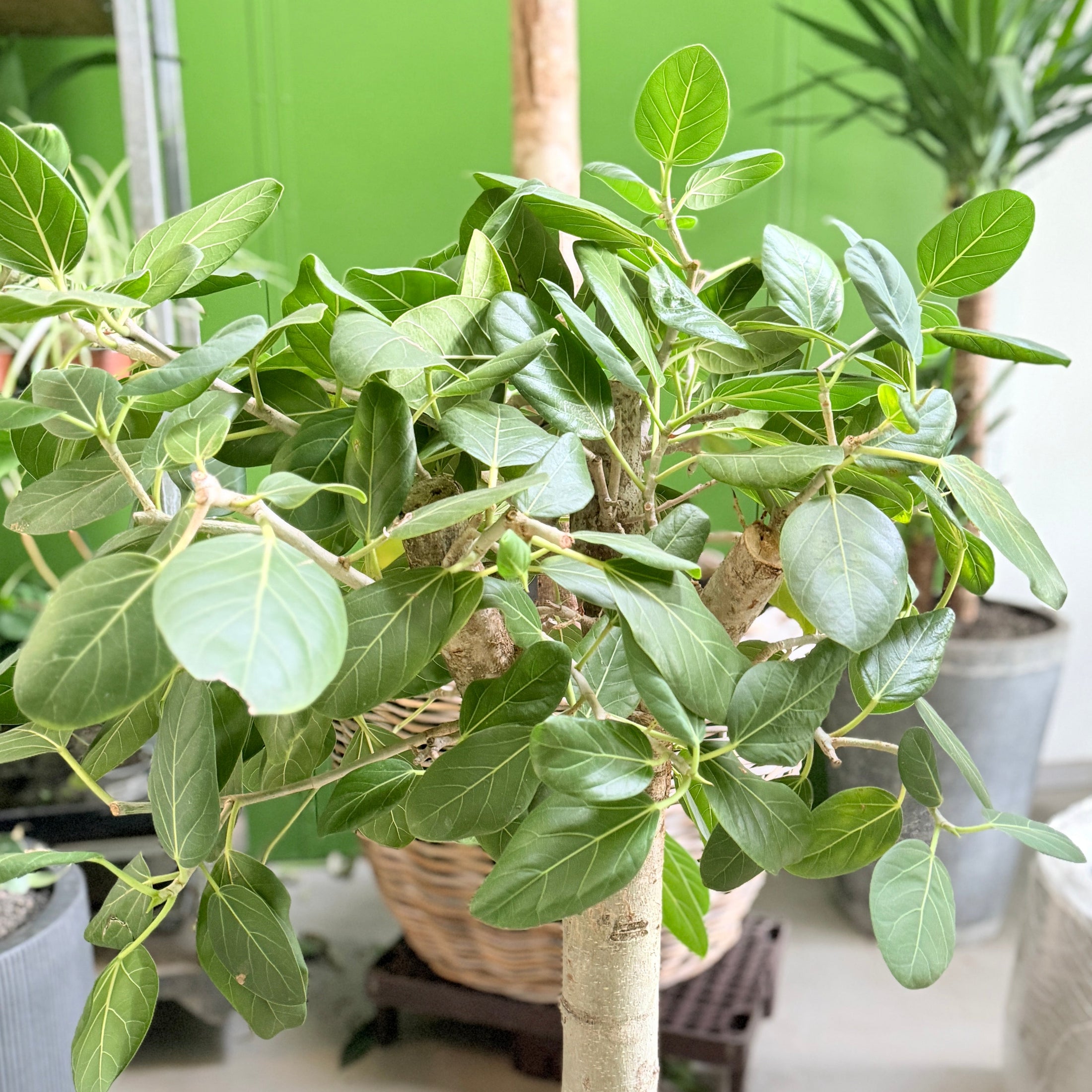 Second Hand Banyan Ficus – Eksklusiv Plante med Kraftig Stamme
