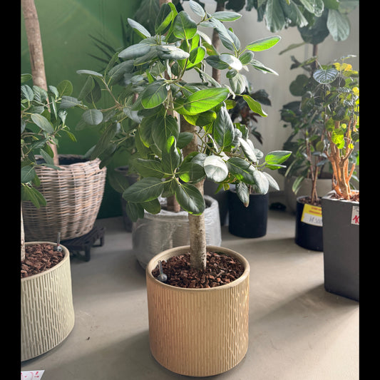 Second Hand Banyan Ficus – Elegant Plante med Tæt Krone