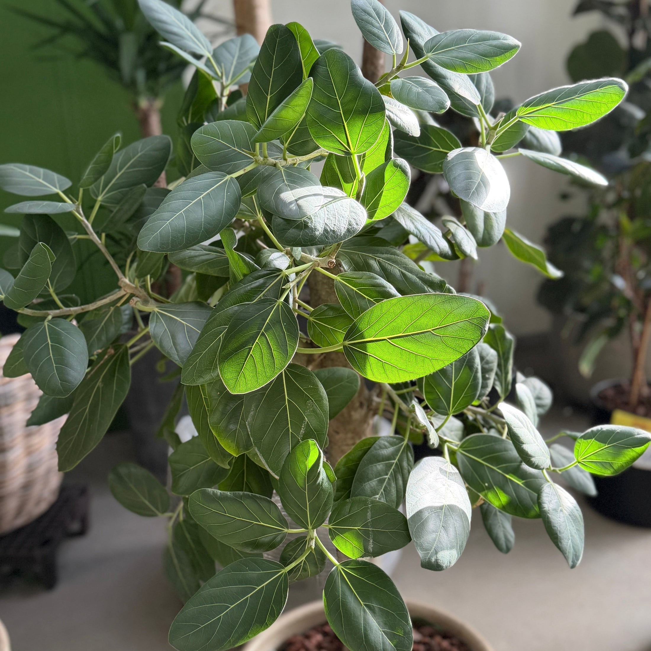 Second Hand Banyan Ficus – Elegant Plante med Tæt Krone