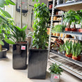 Indlæs billede i gallerivisning, Second Hand Hjertefilodendron – Imponerende Genbrugsplante 140 cm
