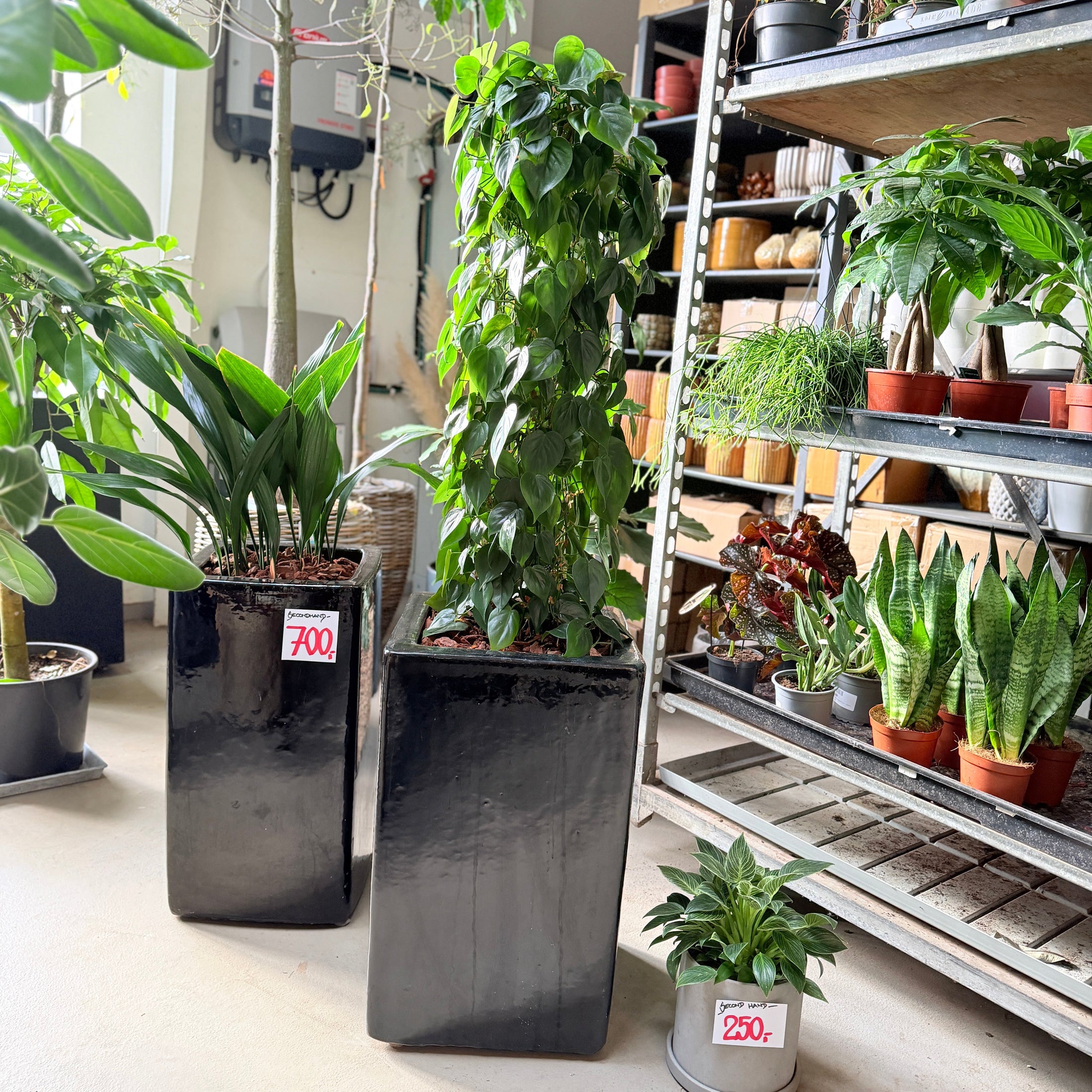 Second Hand Hjertefilodendron – Imponerende Genbrugsplante 140 cm