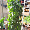 Indlæs billede i gallerivisning, Second Hand Hjertefilodendron – Imponerende Genbrugsplante 140 cm
