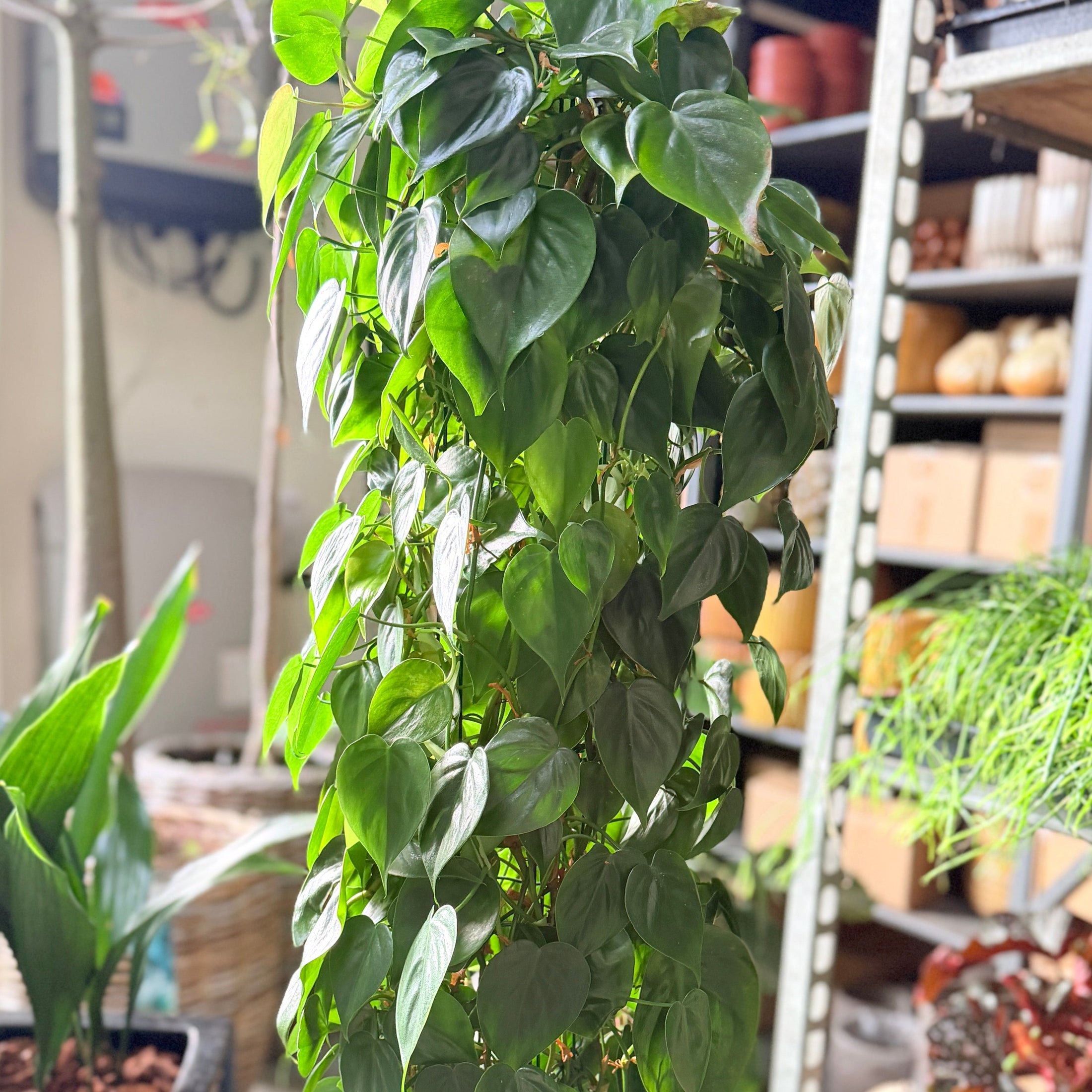 Second Hand Hjertefilodendron – Imponerende Genbrugsplante 140 cm