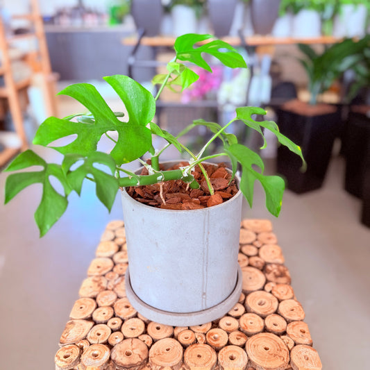 Second Hand Mini Monstera – Dekorativ Genbrugsplante 25 cm