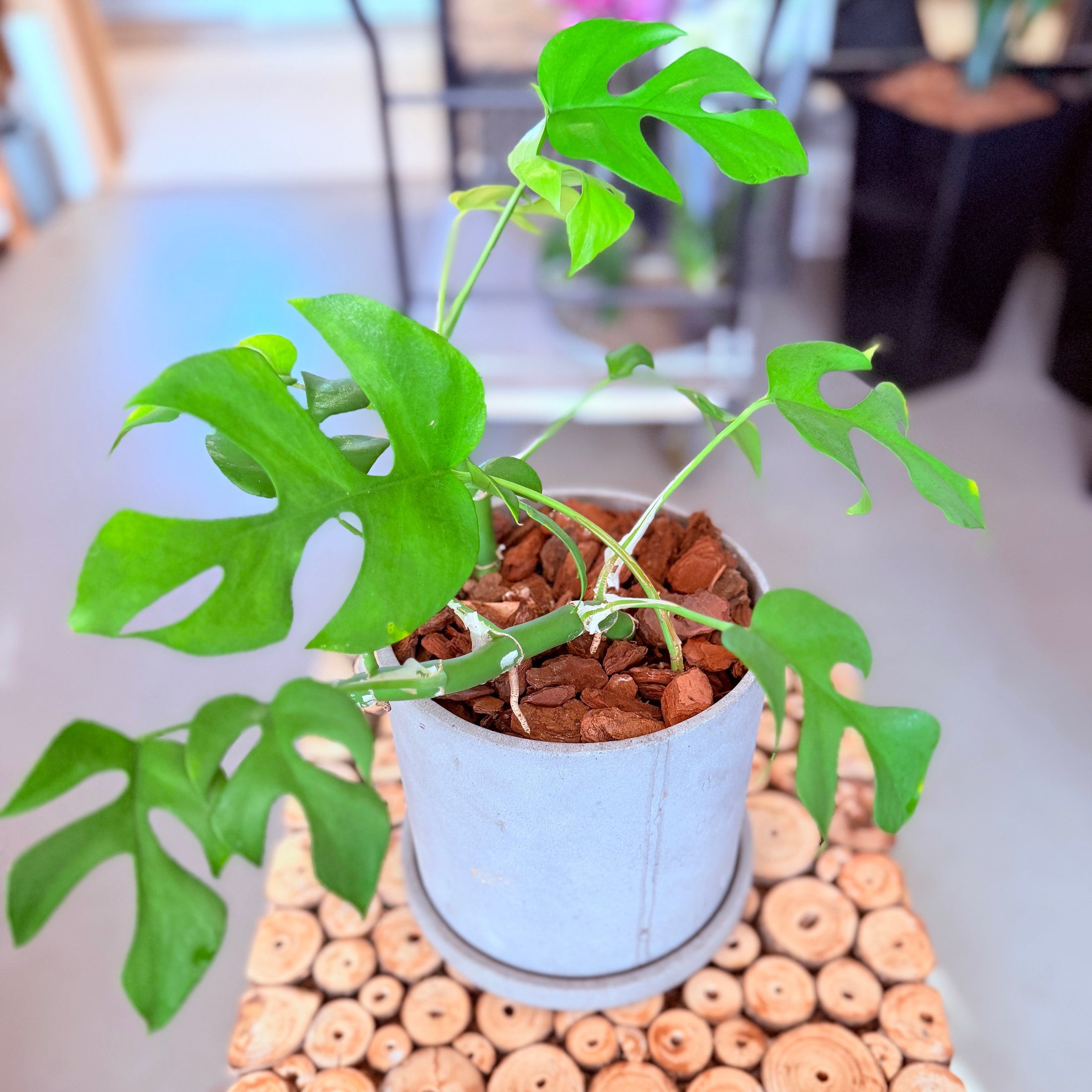 Second Hand Mini Monstera – Dekorativ Genbrugsplante 25 cm