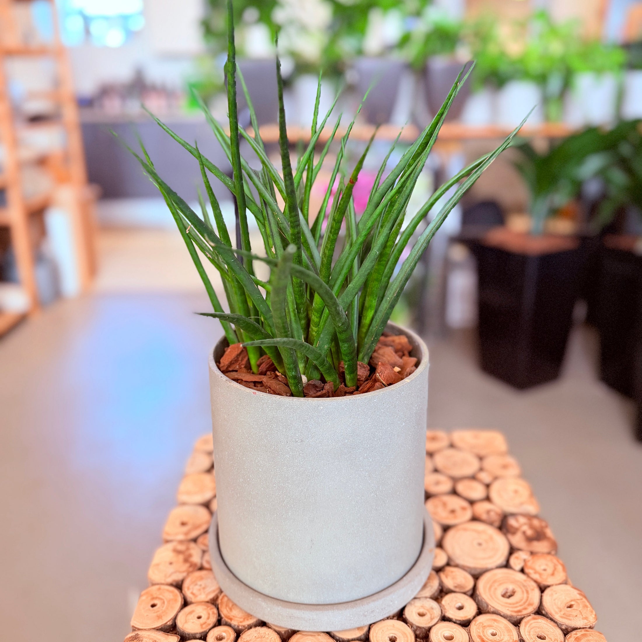 Second Hand Spydplante – Hårdfør Genbrugsplante 30 cm