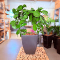 Indlæs billede i gallerivisning, Second Hand Voksblomst – Arkitektonisk Genbrugsplante 40 cm
