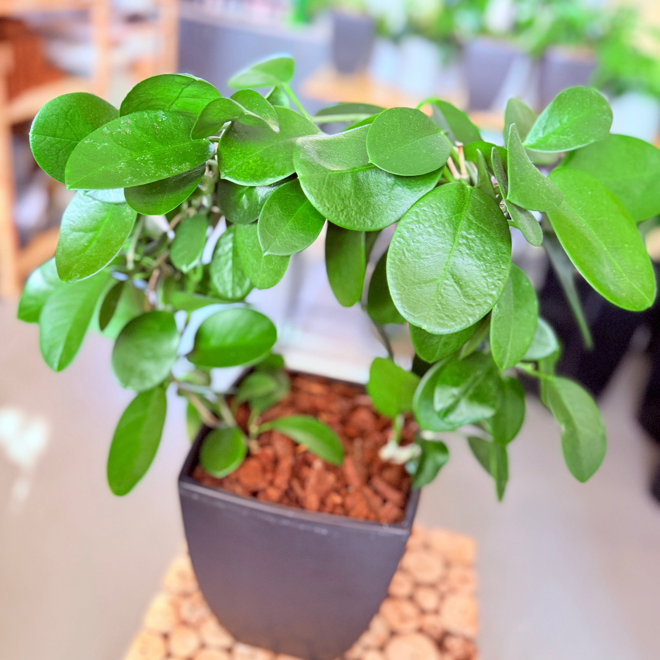 Second Hand Voksblomst – Arkitektonisk Genbrugsplante 40 cm