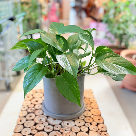 Second Hand Grøn Pothos – Frodig Genbrugsplante 30 cm