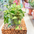 Indlæs billede i gallerivisning, Second Hand Guldpothos – Marmoreret Genbrugsplante 30 cm
