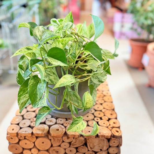 Second Hand Guldpothos – Marmoreret Genbrugsplante 30 cm