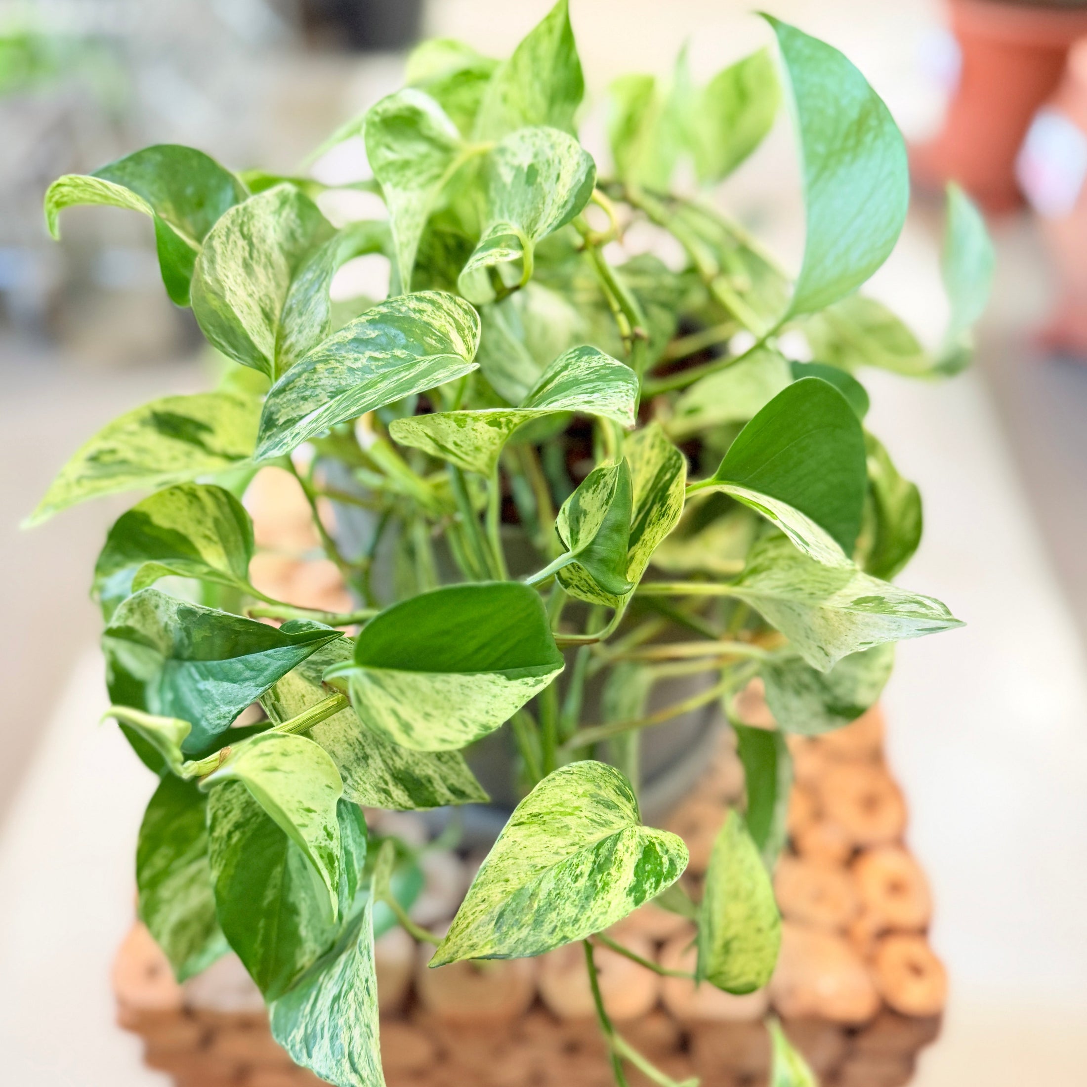 Second Hand Guldpothos – Marmoreret Genbrugsplante 30 cm