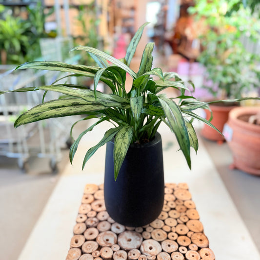 Second Hand Aglaonema – Elegant Genbrugsplante 40 cm