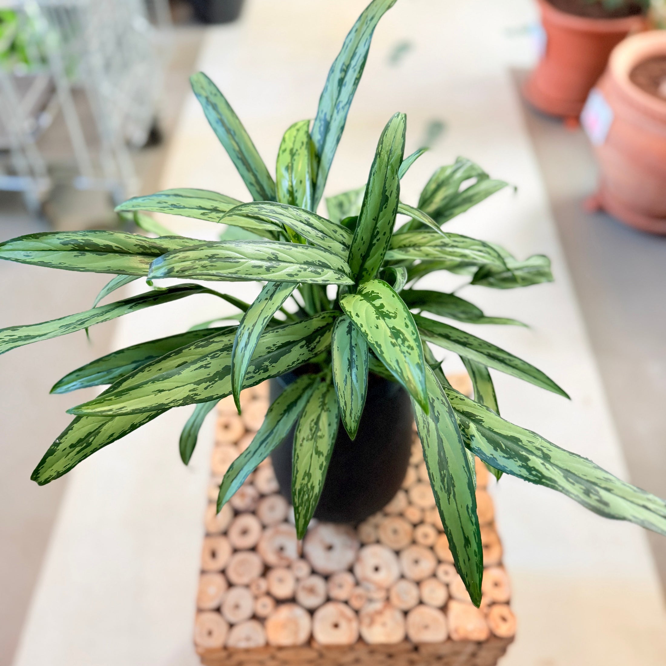 Second Hand Aglaonema – Elegant Genbrugsplante 40 cm