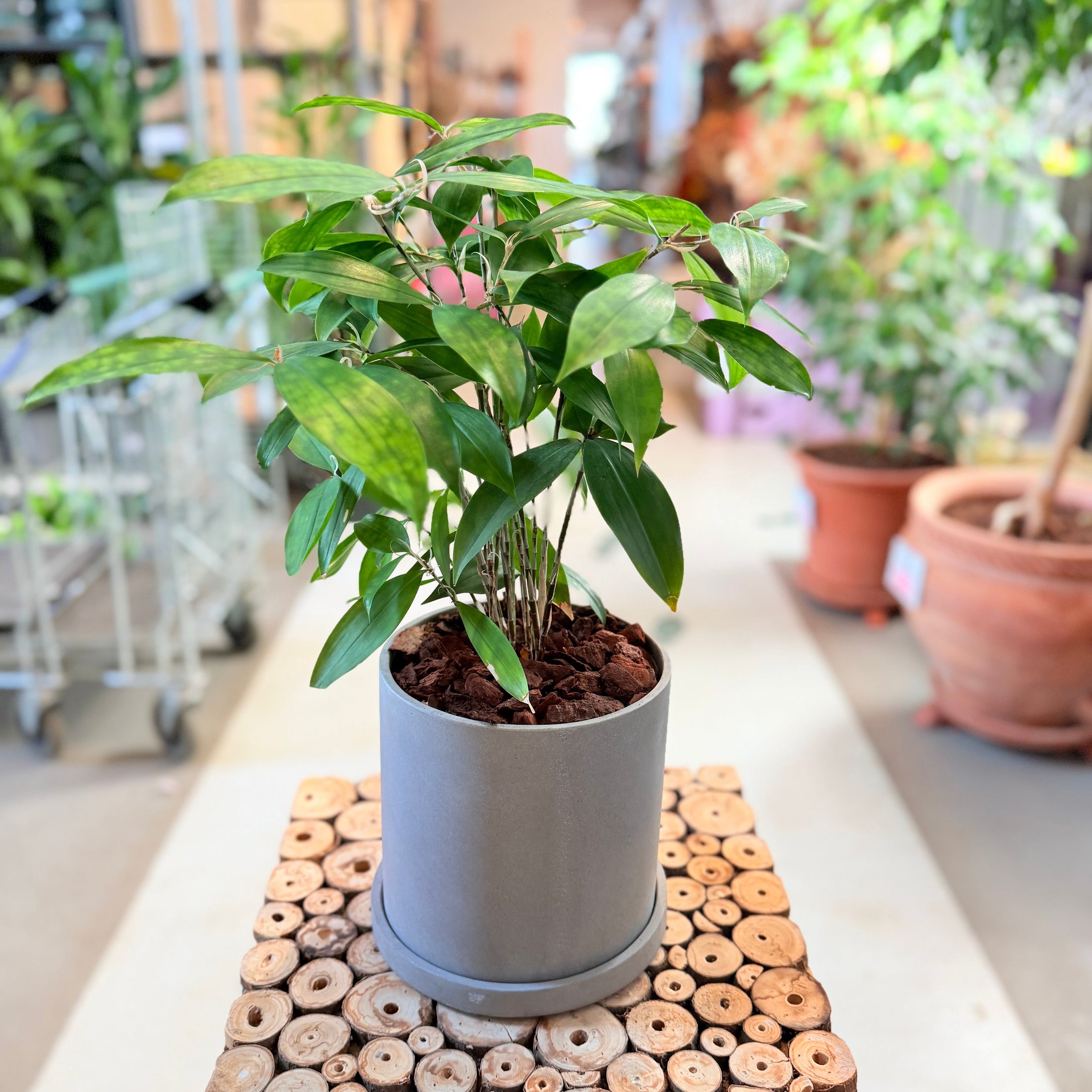 Second Hand Bambuspalme – Luftig Genbrugsplante 60 cm