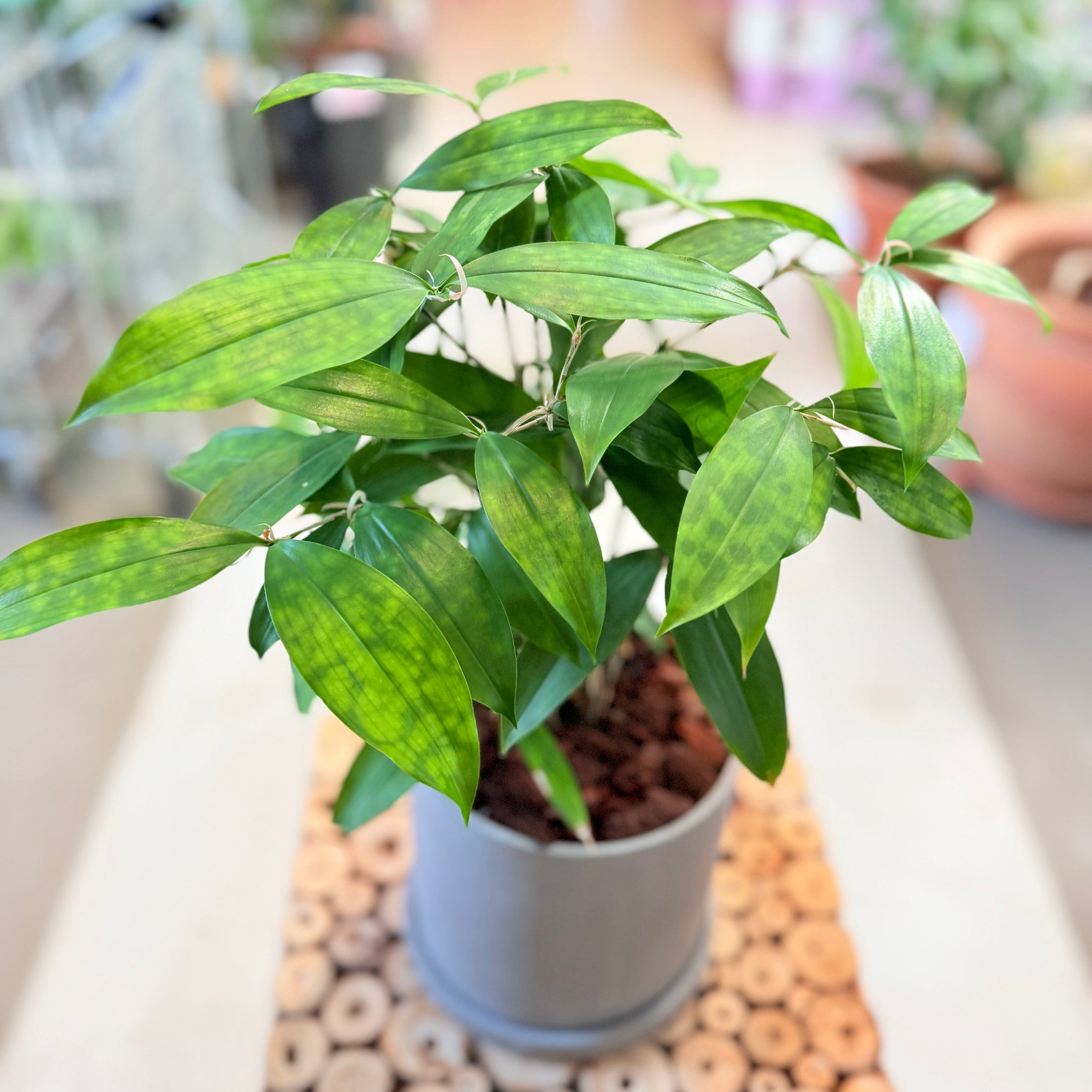 Second Hand Bambuspalme – Luftig Genbrugsplante 60 cm