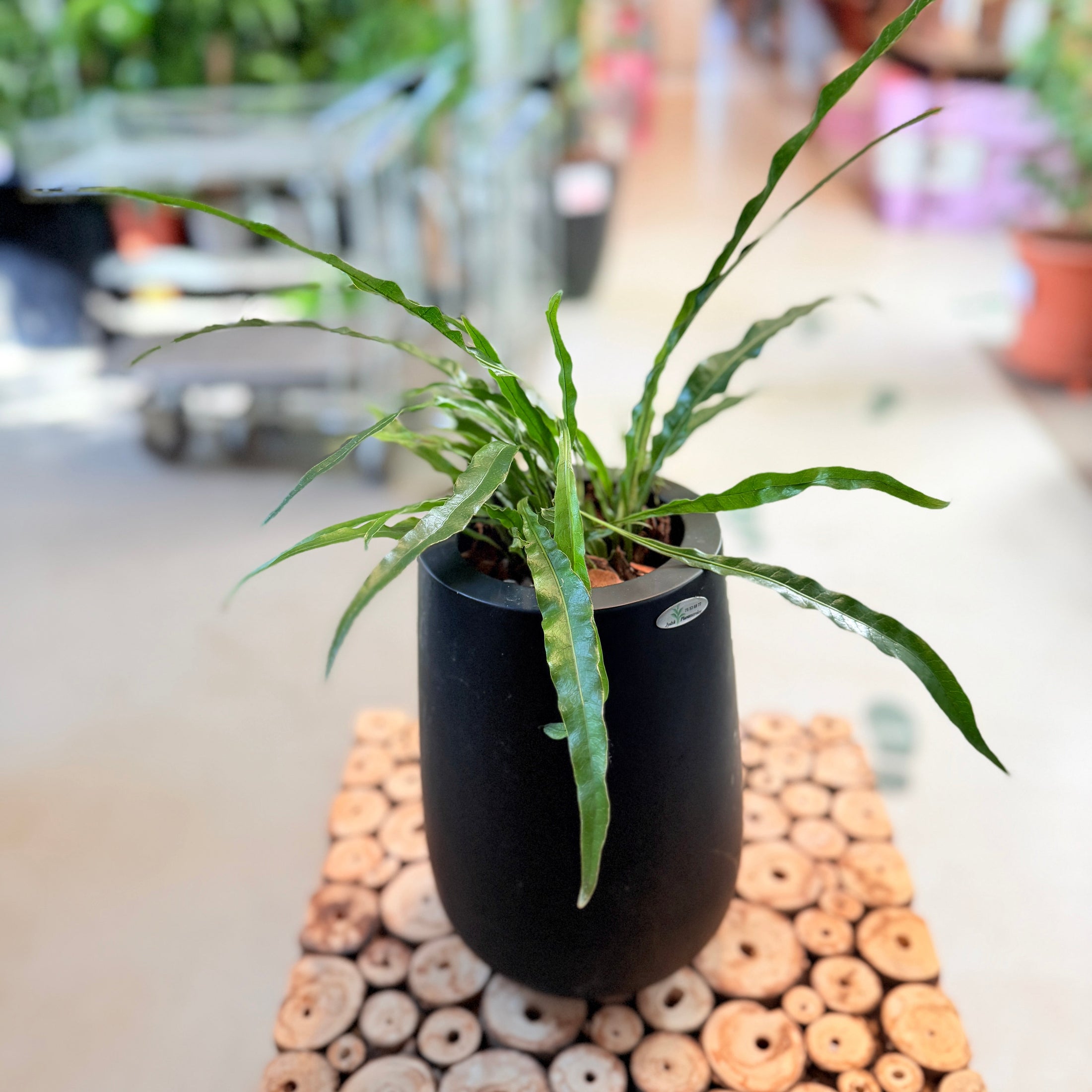 Second Hand Kængurubregne – Elegant Genbrugsplante 40 cm