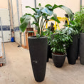 Indlæs billede i gallerivisning, Second Hand Paradisfuglplante – 190 cm Strelitzia med Tropisk Udtryk
