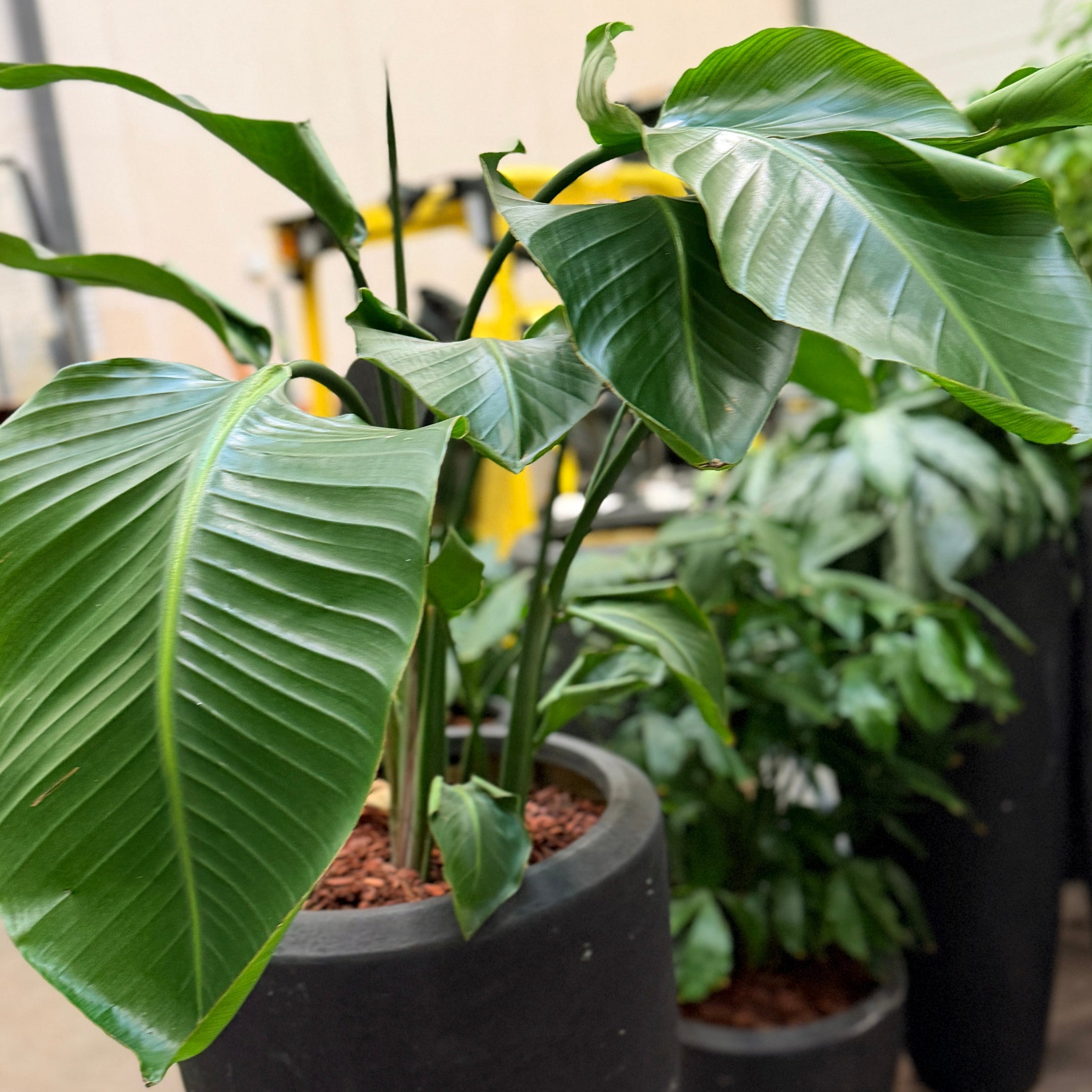 Second Hand Paradisfuglplante – 190 cm Strelitzia med Tropisk Udtryk