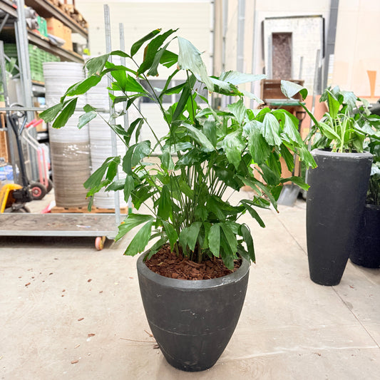Second Hand Fiskestjertpalme – 135 cm Caryota med Unikke Blade
