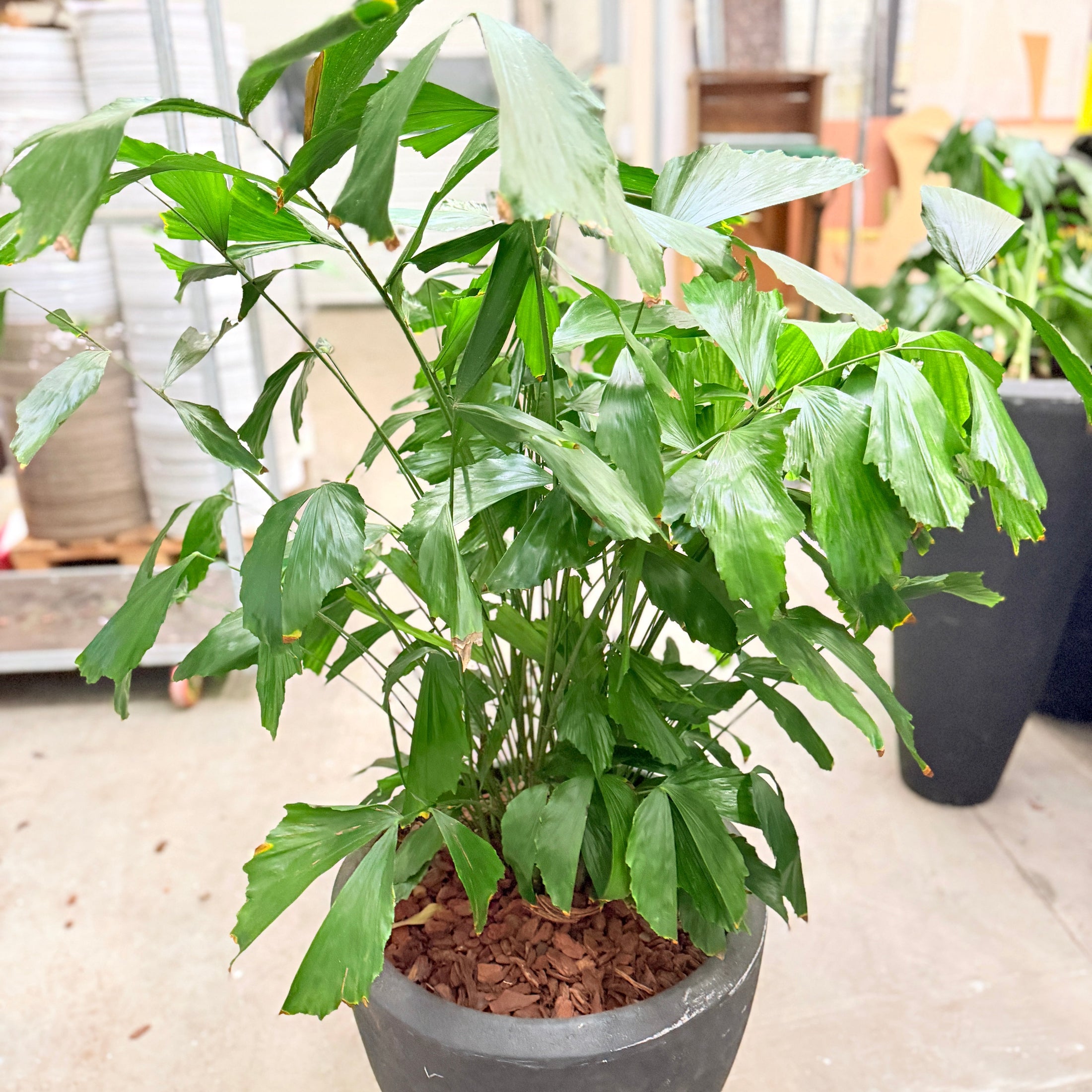 Second Hand Fiskestjertpalme – 135 cm Caryota med Unikke Blade