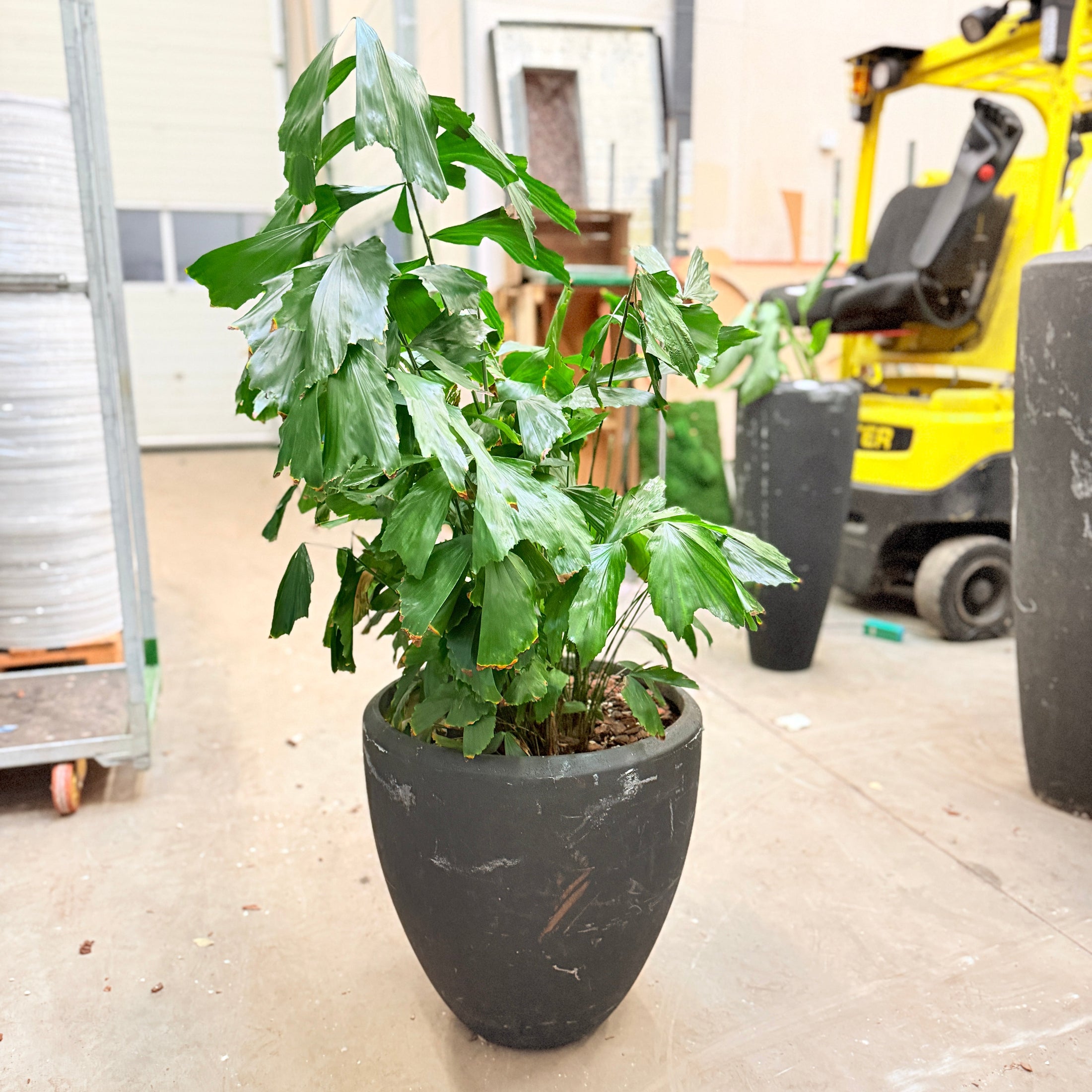 Second Hand Fiskestjertpalme – 140 cm Caryota med Karakter