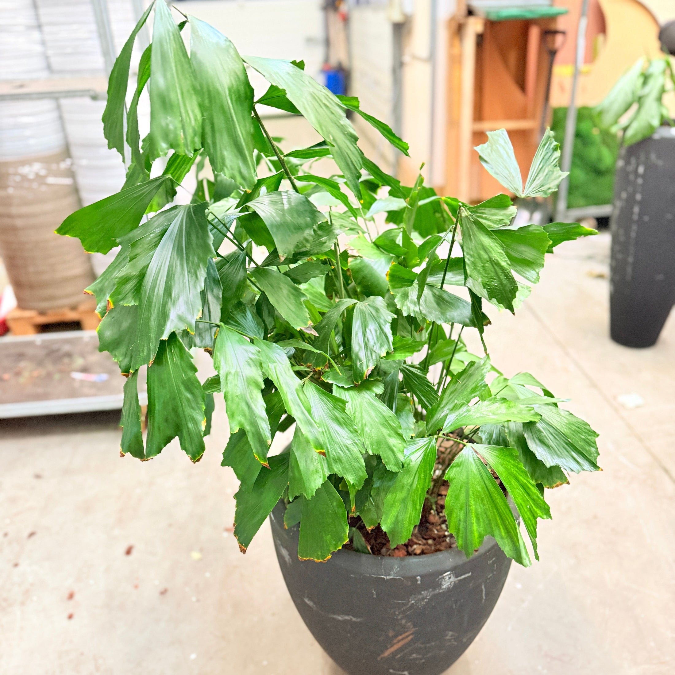 Second Hand Fiskestjertpalme – 140 cm Caryota med Karakter