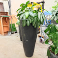 Indlæs billede i gallerivisning, Second Hand Aglaonema – 165 cm Kinesisk Stedsgrøn med Sølvgrønne Blade
