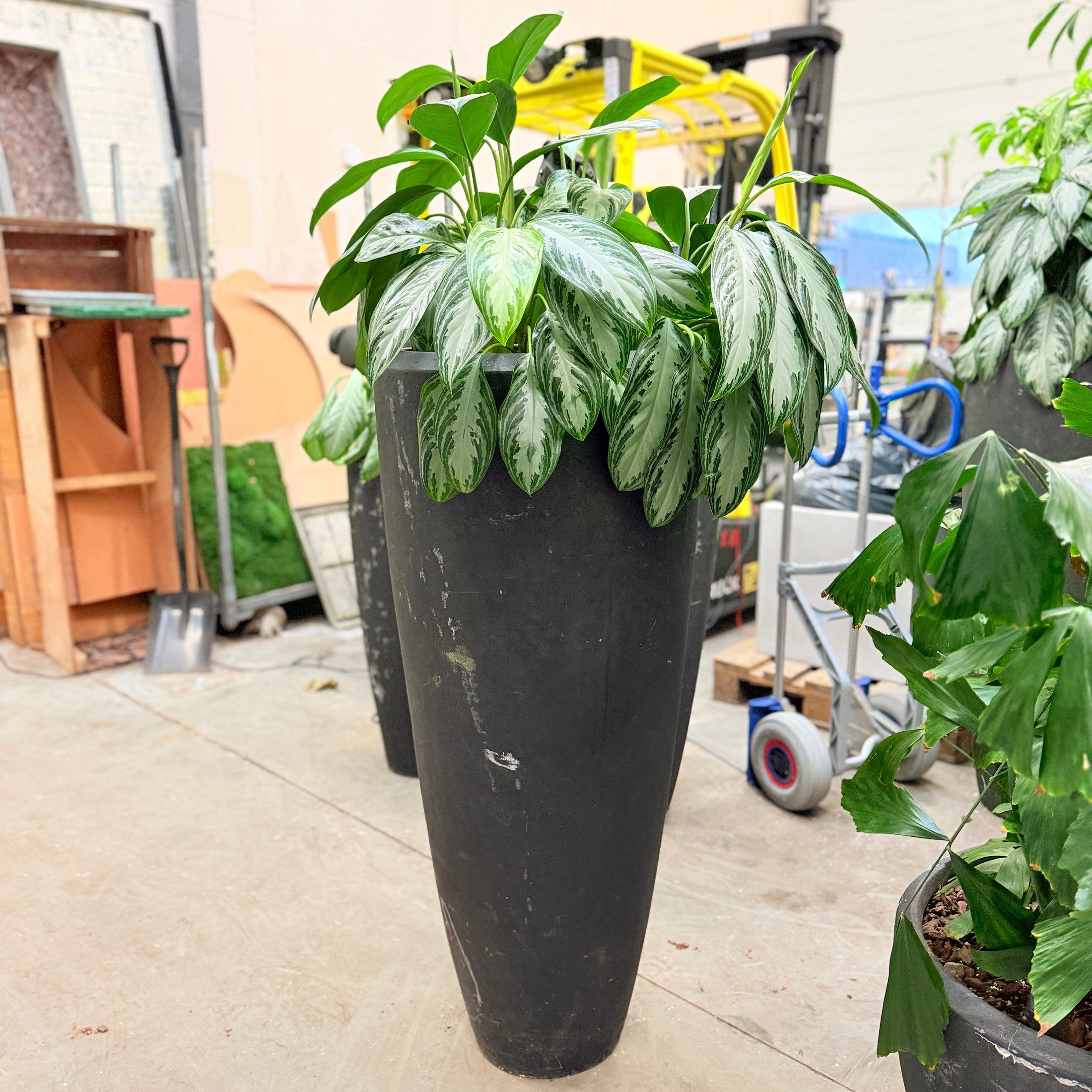 Second Hand Aglaonema – 165 cm Kinesisk Stedsgrøn med Sølvgrønne Blade