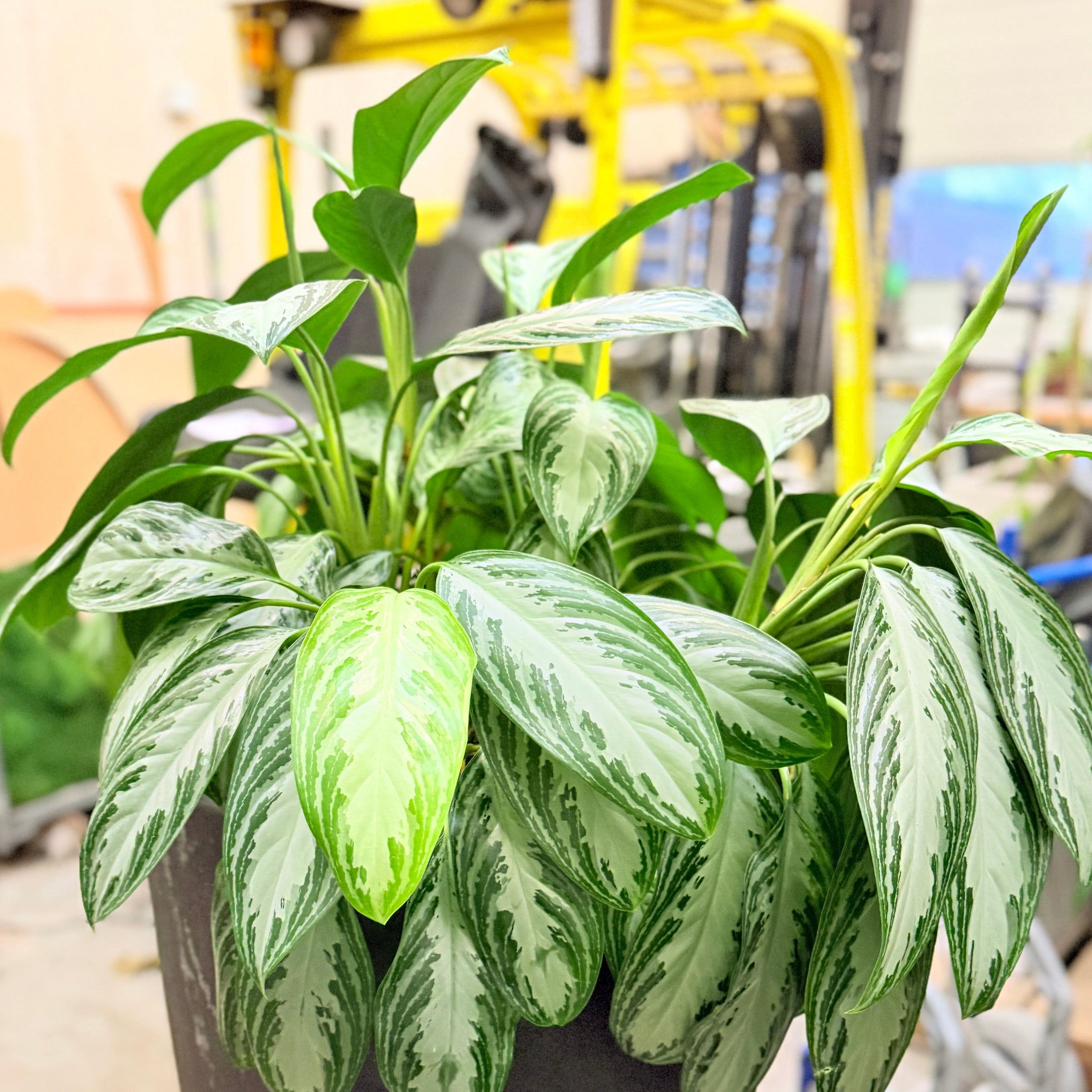 Second Hand Aglaonema – 165 cm Kinesisk Stedsgrøn med Sølvgrønne Blade