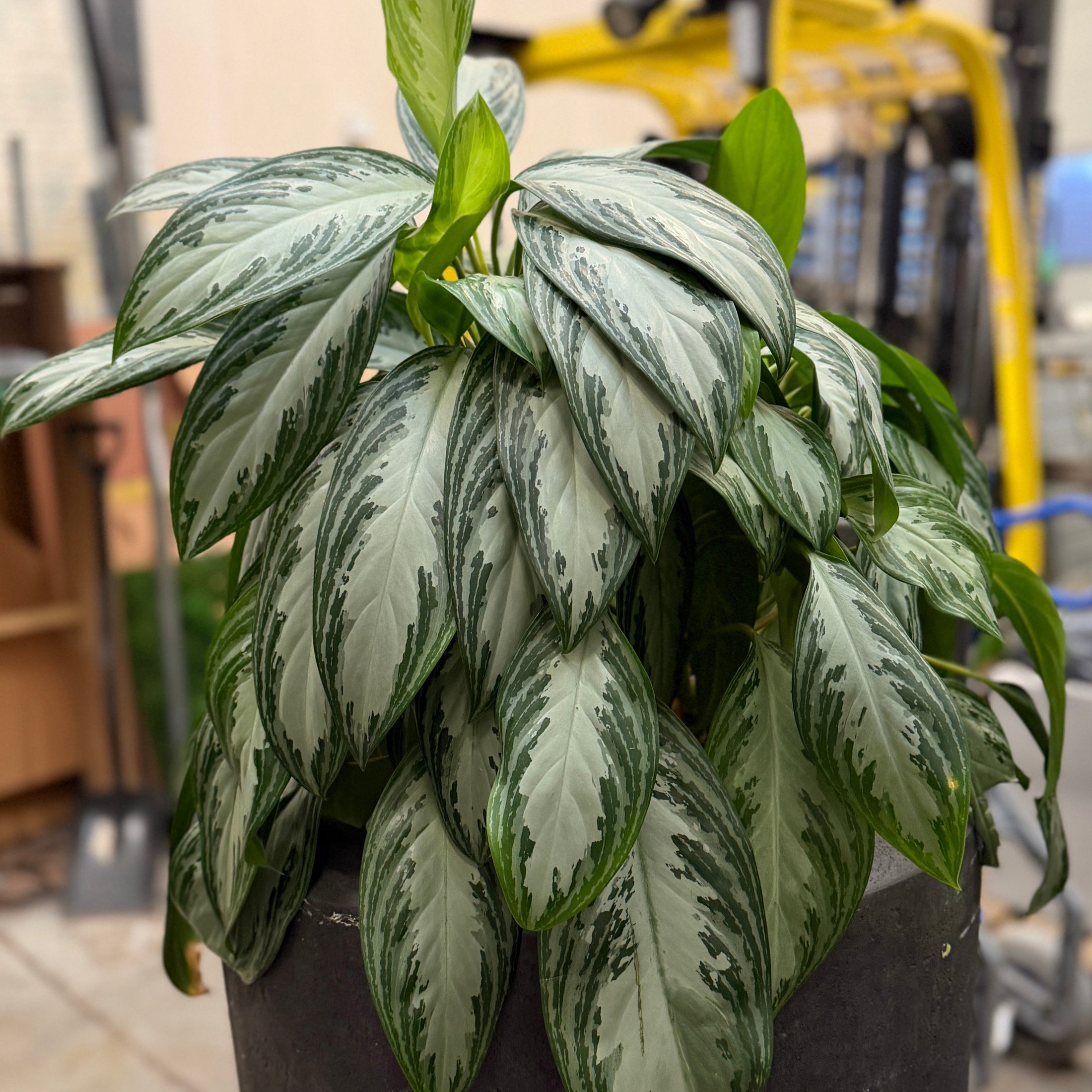 Second Hand Aglaonema – 170 cm Kinesisk Lykkeblad med Sølvgrønne Blade