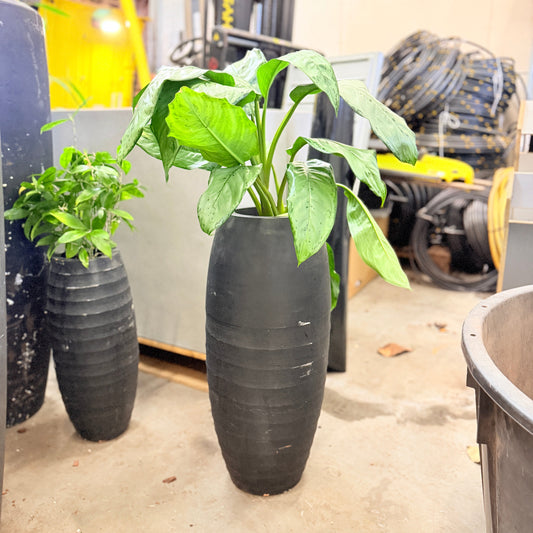Second Hand Aglaonema – 100 cm Kinesisk Stedsgrøn med Lys Bladtegning