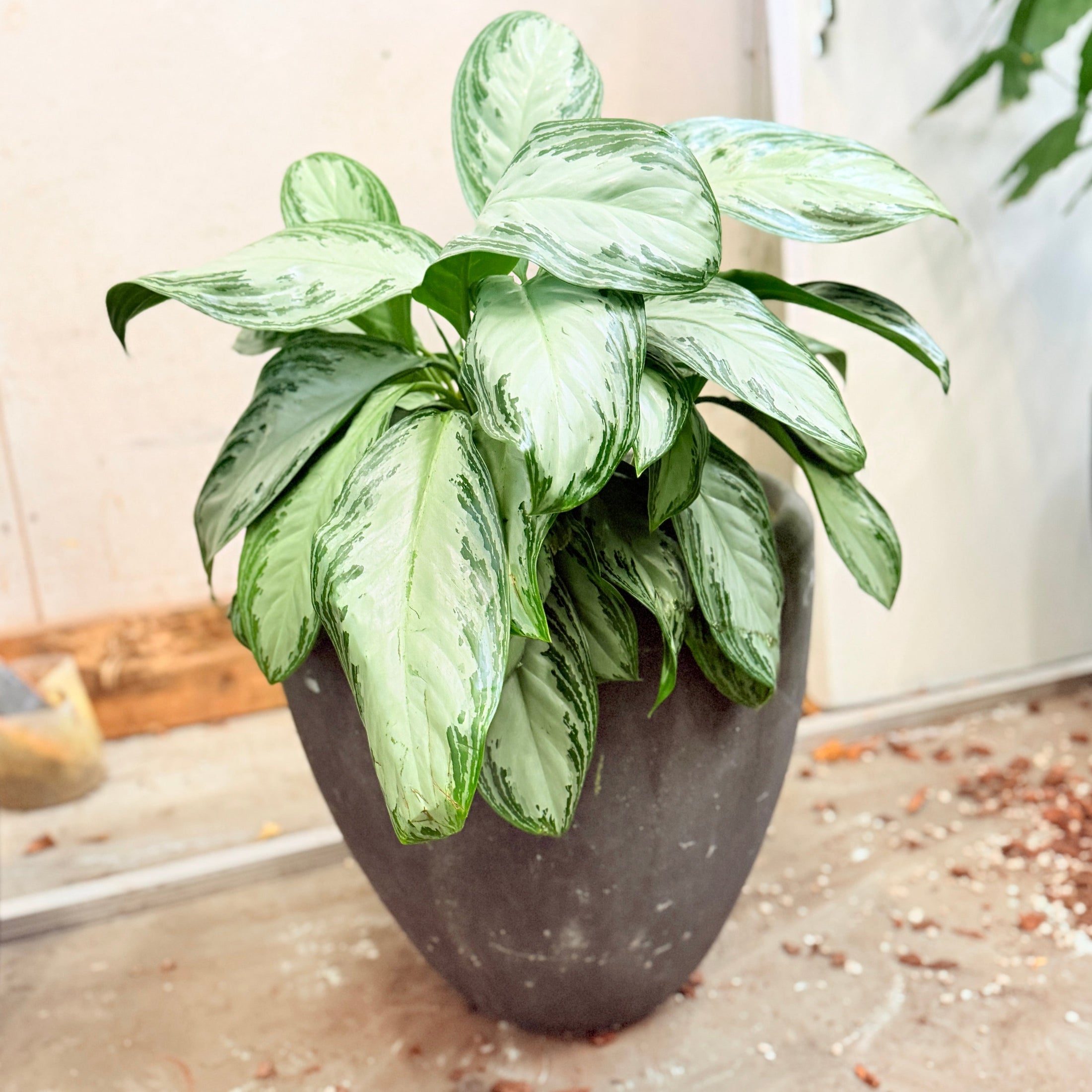Second Hand Aglaonema – 85 cm Kinesisk Stedsgrøn med Sølvgrønne Blade