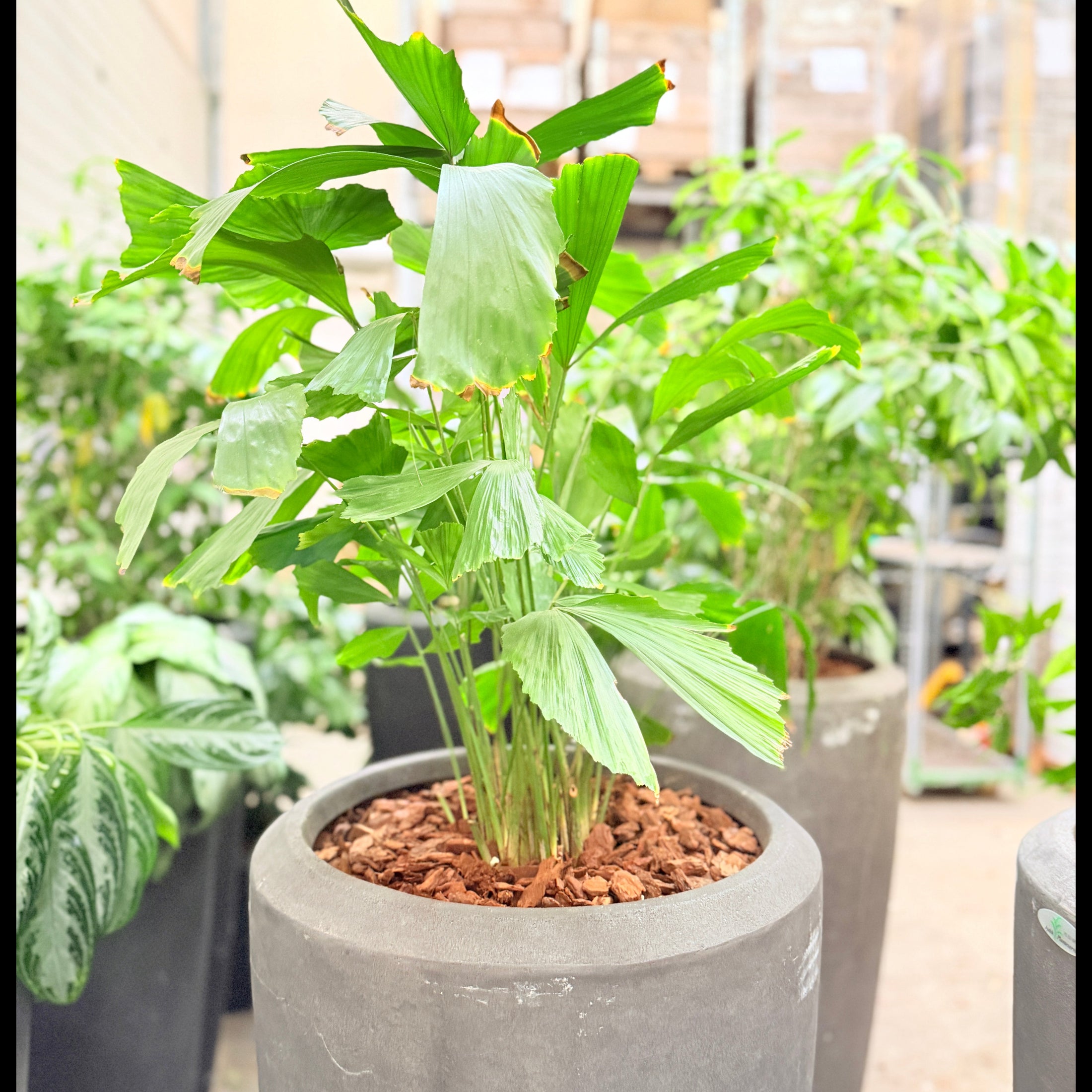 Second Hand Fiskestjertpalme – 190 cm Caryota med Tropisk Udtryk