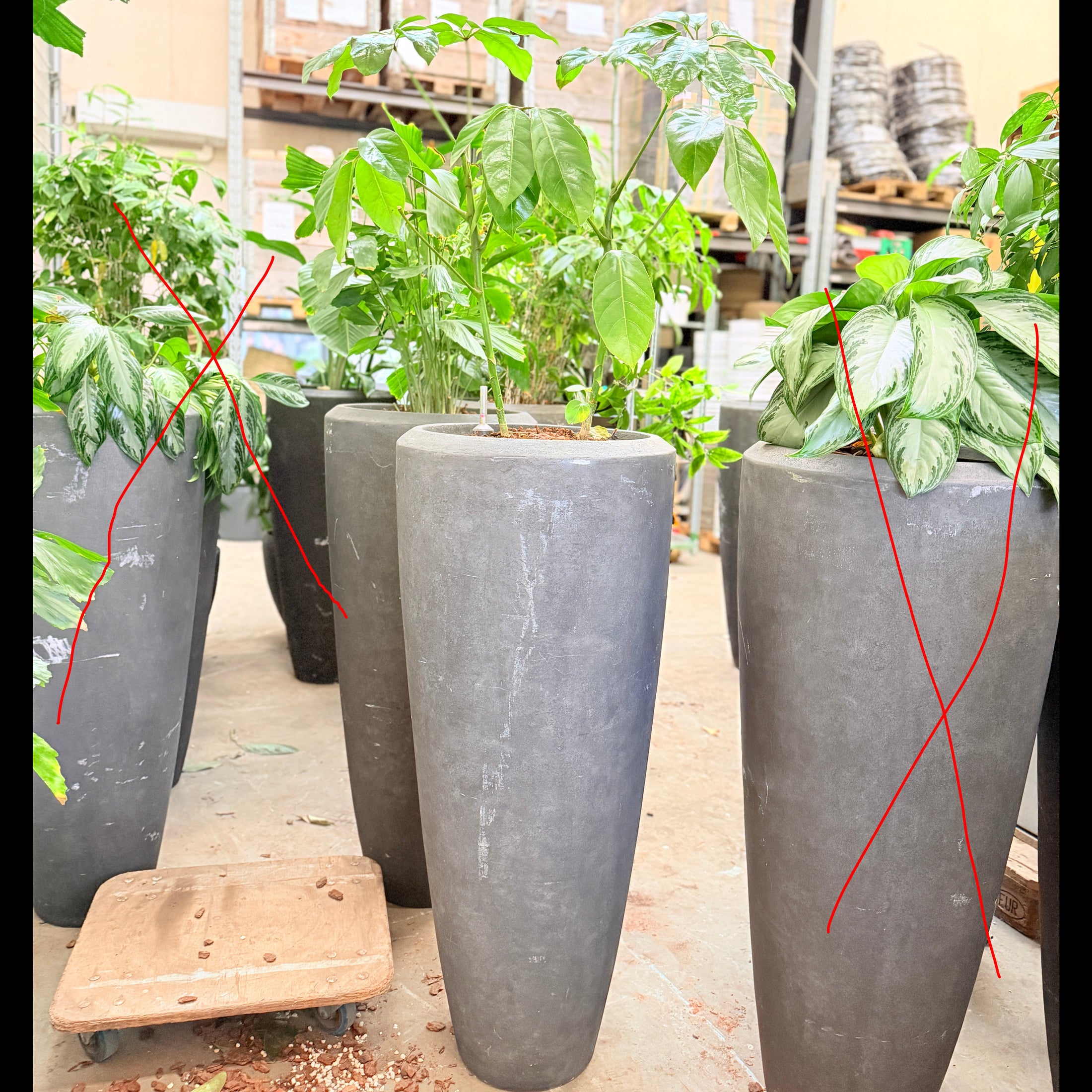 Paraplyplante (Schefflera arboricola) – 185 cm inkl. grå krukke