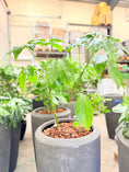 Indlæs billede i gallerivisning, Paraplyplante (Schefflera arboricola) – 185 cm inkl. grå krukke
