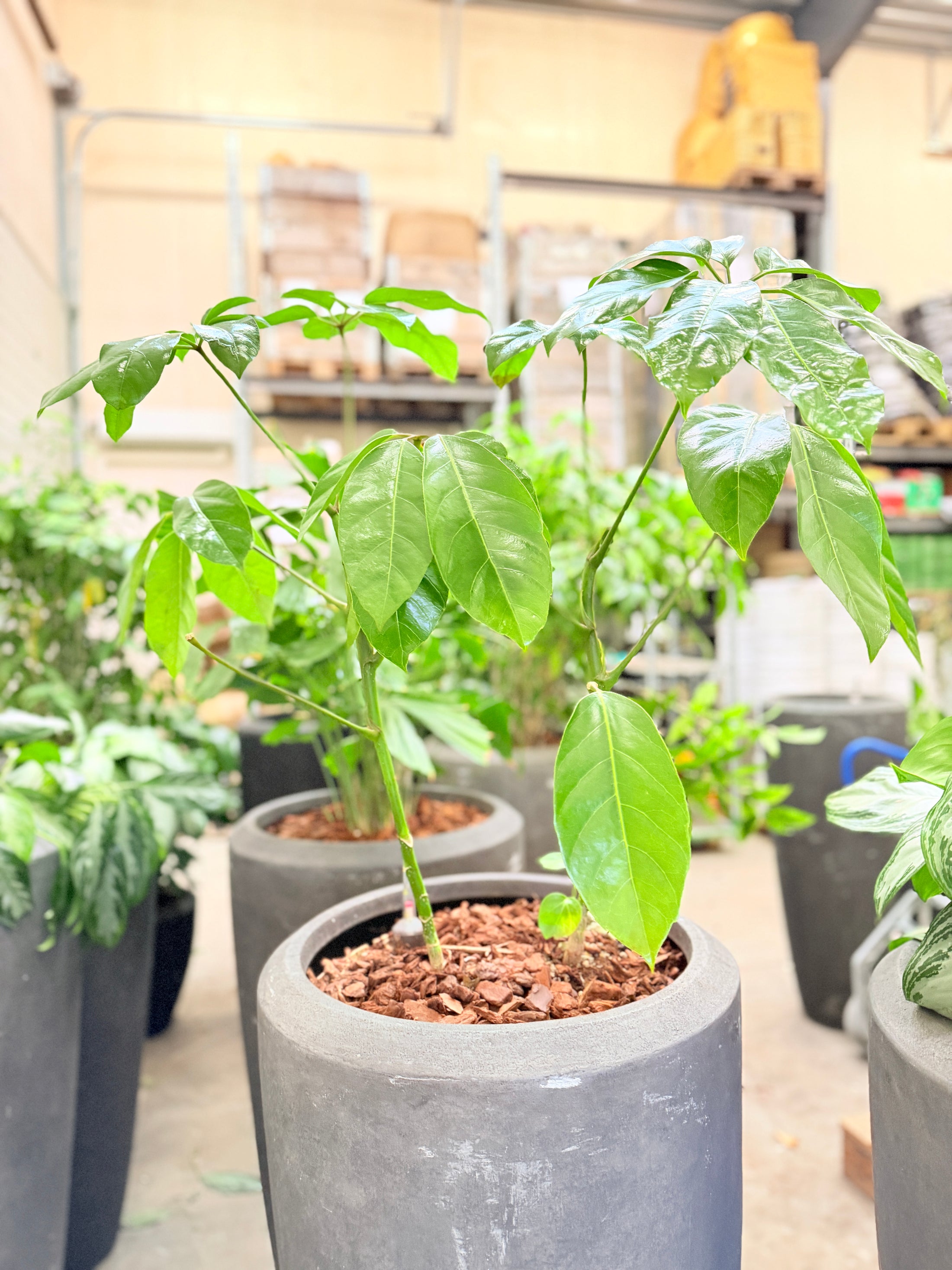 Paraplyplante (Schefflera arboricola) – 185 cm inkl. grå krukke