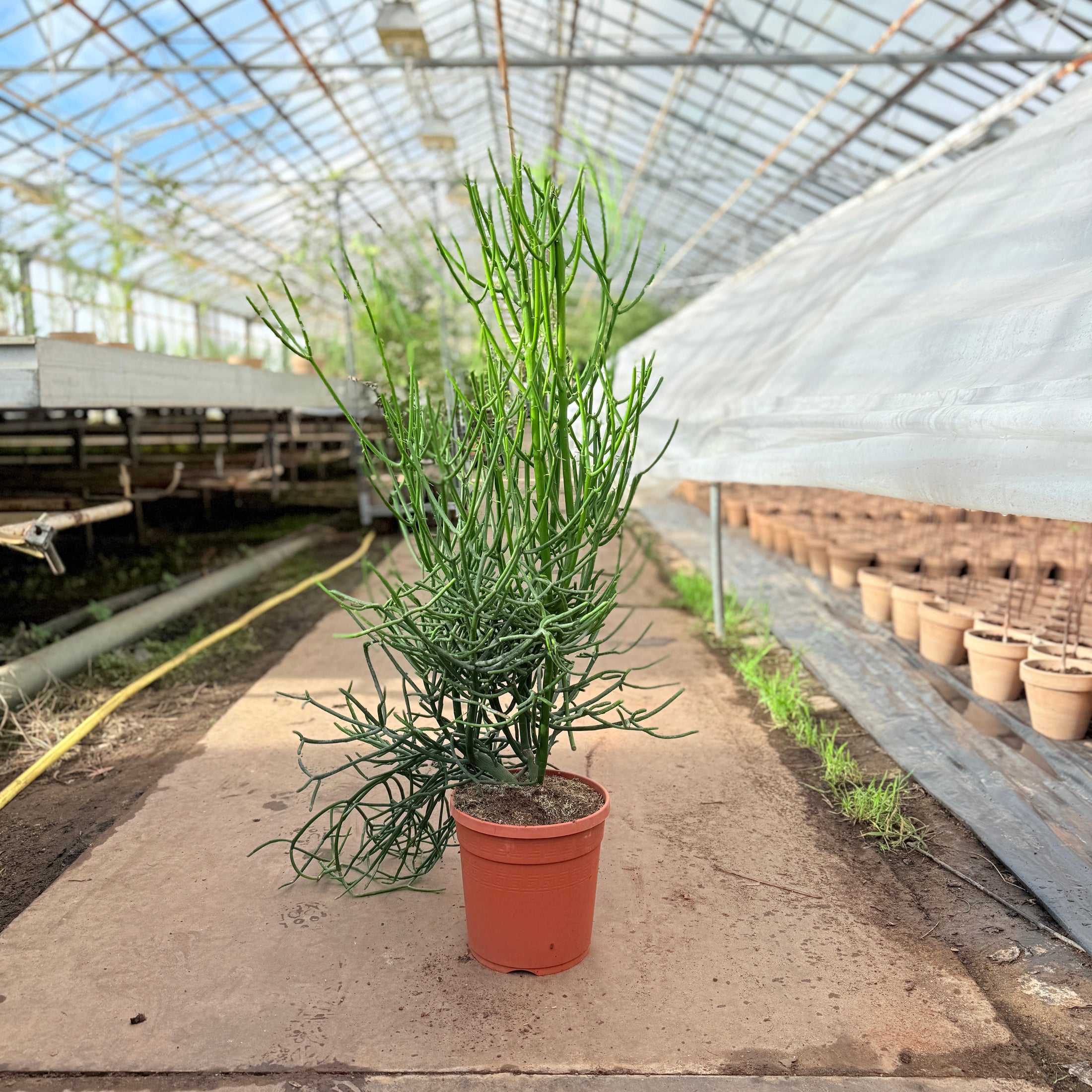 Euphorbia tirucalli (Pencil Cactus) – 100 cm høj