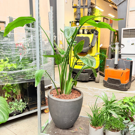 Second Hand Paradisfuglplante – Eksotisk Grøn Plante med Markant Udtryk