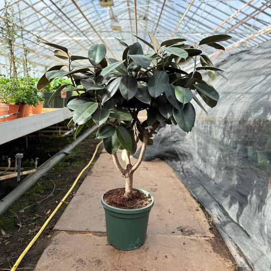 Ficus elastica ‘Abidjan’ (Gummitræ) – 160 cm høj