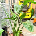 Indlæs billede i gallerivisning, Second Hand Paradisfuglplante – Eksotisk Grøn Plante med Markant Udtryk
