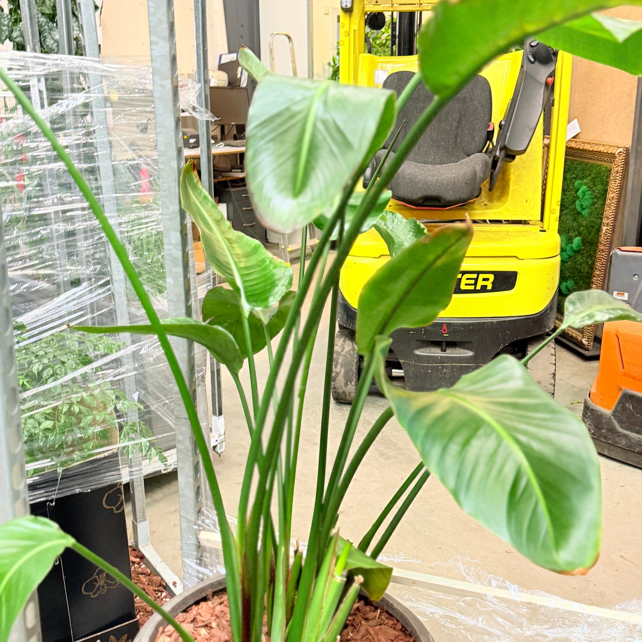 Second Hand Paradisfuglplante – Eksotisk Grøn Plante med Markant Udtryk
