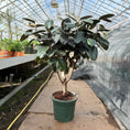 Indlæs billede i gallerivisning, Ficus elastica ‘Abidjan’ (Gummitræ) – 160 cm høj
