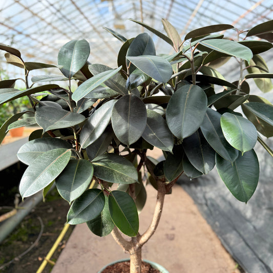 Ficus elastica ‘Abidjan’ (Gummitræ) – 160 cm høj
