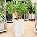 Indlæs billede i gallerivisning, Second Hand Paraplyplante – Fyldig Grøn Plante med Harmonisk Udtryk
