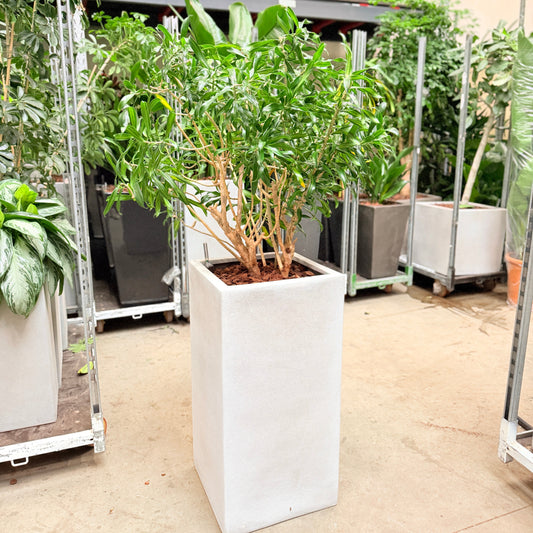 Second Hand Paraplyplante – Fyldig Grøn Plante med Harmonisk Udtryk